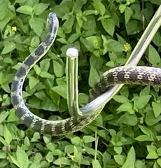 Lycodon travancoricus