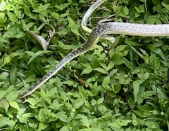 Lycodon travancoricus