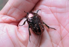 Protaetia orientalis sakaii