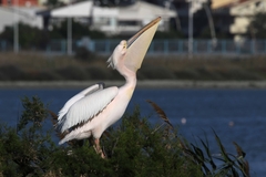 Pelecanus onocrotalus