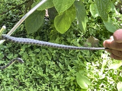 Lycodon travancoricus