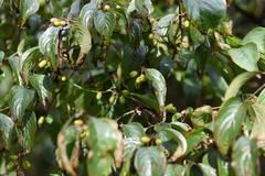 Cornus officinalis