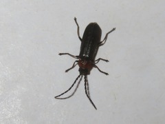 Silis ruficollis