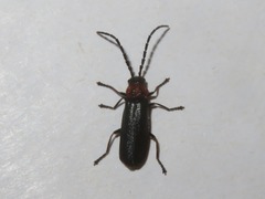 Silis ruficollis