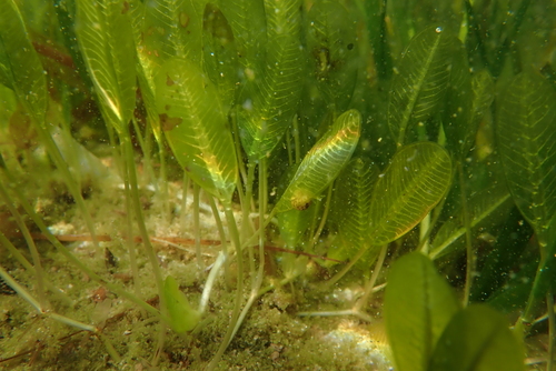 Halophila ovalis