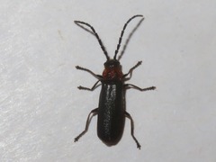 Silis ruficollis