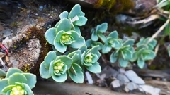 Phedimus subcapitatum