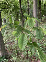 Carpinus betulus