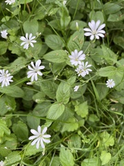 Stellaria palustris