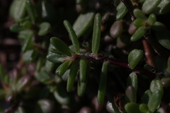 Portulaca psammotropha