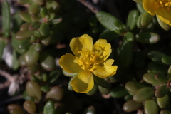 Portulaca psammotropha