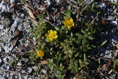 Portulaca psammotropha