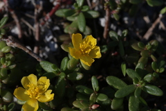Portulaca psammotropha