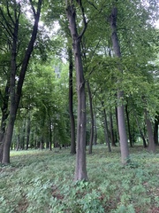 Carpinus betulus