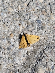 Setina