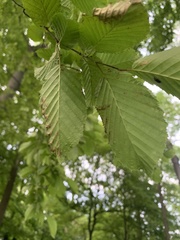 Carpinus betulus