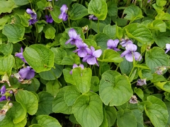 Viola langsdorffii