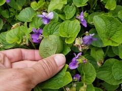 Viola langsdorffii