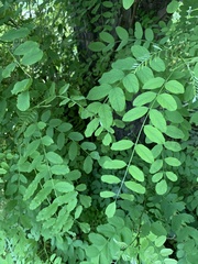 Robinia pseudoacacia