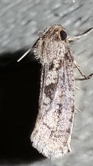 Acrolophinae