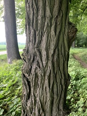 Robinia pseudoacacia