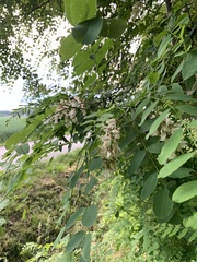 Robinia pseudoacacia