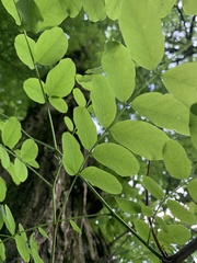 Robinia pseudoacacia