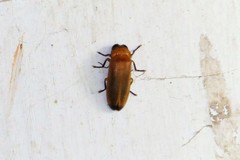 Abscondita