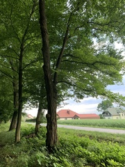 Robinia pseudoacacia