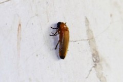 Abscondita