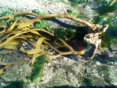 Lessonia trabeculata