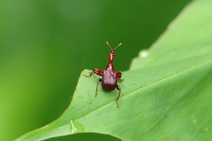 Apoderina