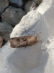 Agrotis clavis