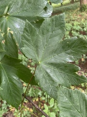 Acer pseudoplatanus