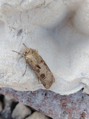 Agrotis clavis