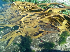 Lessonia trabeculata