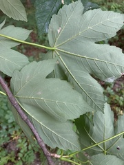 Acer pseudoplatanus