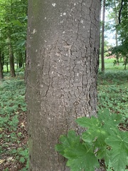 Acer pseudoplatanus