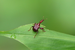 Apoderina