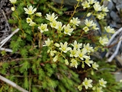 Saxifraga bronchialis funstonii