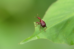 Apoderina