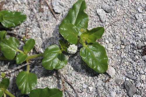 Boerhavia albiflora observed 2022-05-21