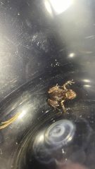 Eleutherodactylus modestus