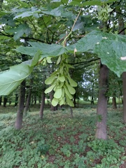 Acer pseudoplatanus