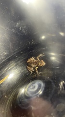 Eleutherodactylus modestus