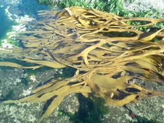 Lessonia trabeculata