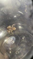 Eleutherodactylus modestus