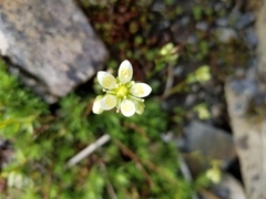 Saxifraga bronchialis funstonii