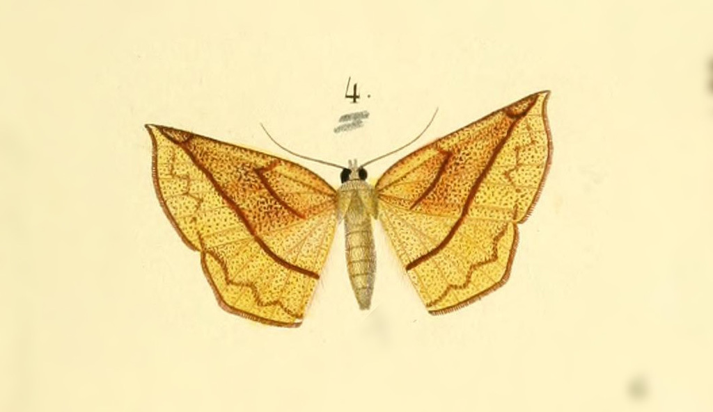 Microsema gladiaria