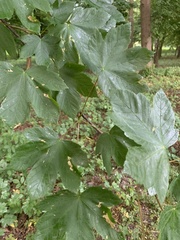 Acer pseudoplatanus